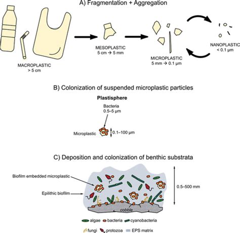 Interactions Between Microplastics And Benthic Biofilms In Fluvial