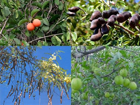 Cientistas Transformam Conhecimento Popular Em Cat Logo De Plantas