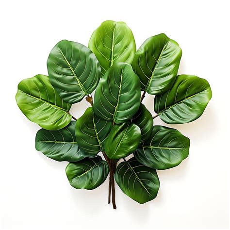 Premium Photo Isolated Of Fiddle Leaf Fig A Popular And Elegant Plant