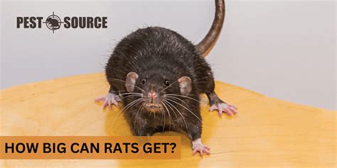 How Big Can Rats Get? - Pest Source