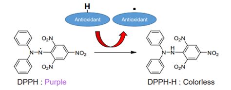 Dpph Antioxidant Assay Kit D Manual Dojindo