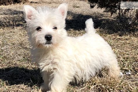 Decker West Highland White Terrier Westie Puppy For Sale Near