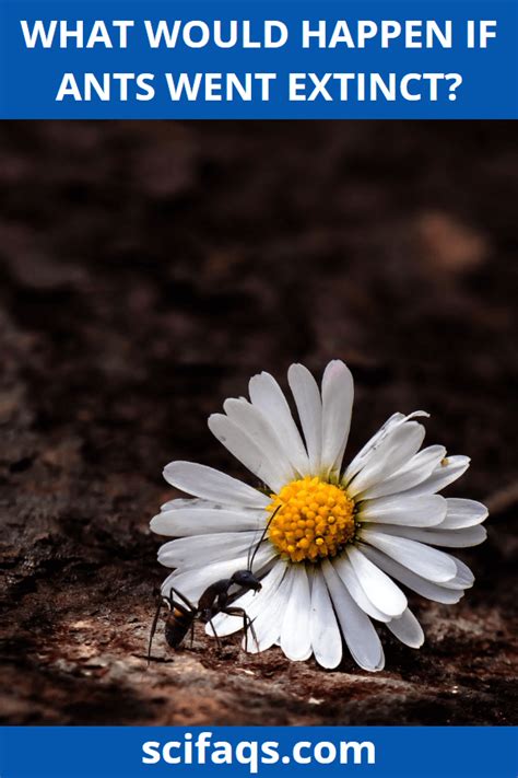 What Would Happen If Ants Went Extinct? - SciFAQs