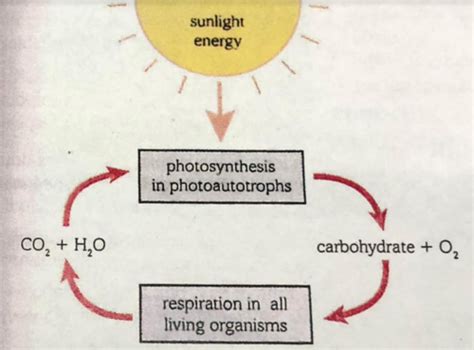 The Interrelationship Between Photosynthesis And Respiration Flashcards