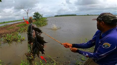 A Linha Fez Toda Diferen A Na Pescaria De Til Pia Pesca Caipira Youtube