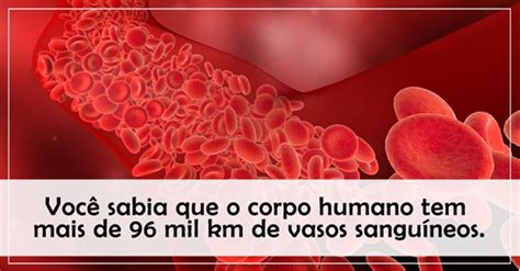 Quantos Litros De Sangue Tem O Corpo Humano National