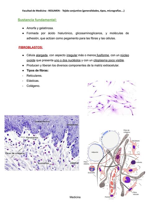 Solution Facultad Medicina Histolog A Res Men Todo Sobre Tejido