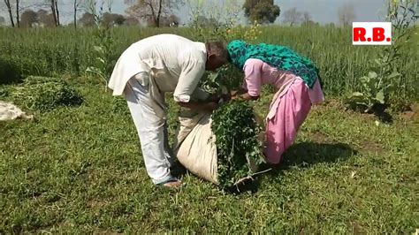 Agriculture Farming In Haryana Haryana Farmers Working In Khait Youtube