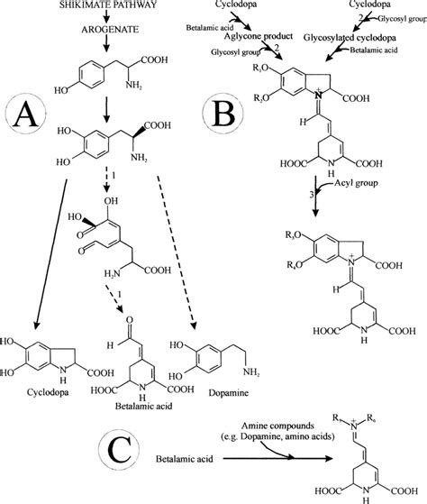 Pathway Proposed For Betalain Biosynthesis A Intial Stage B