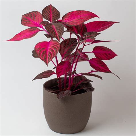 Iresine Herbestii Brilliantissima 13cm Pot Opperman Plants Ltd