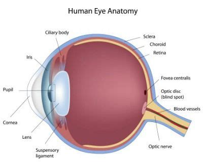 Sclera Eye Anatomy - Celera Anda