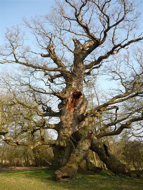 The His Majesty Fredville Oak One Of The Largest Oak Tr Flickr