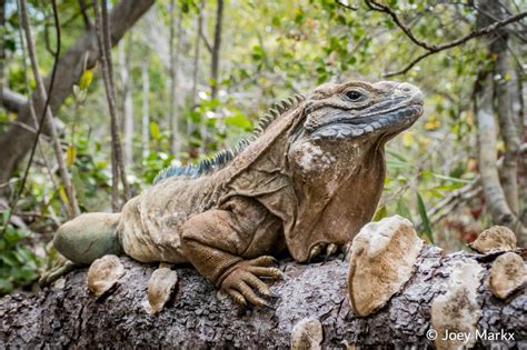 Jamaican Iguana - Virginia Zoo