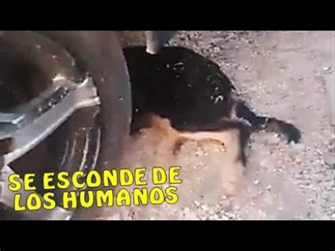 Perro Se Arrastra Por El Suelo Para Huir De Los Humanos Y Lo Que Sucede