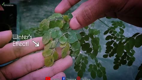 How To Grow Moringa Tree From Seeds - Puregreeny