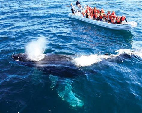 Espectacular Temporada De Ballenas En Puerto Vallarta