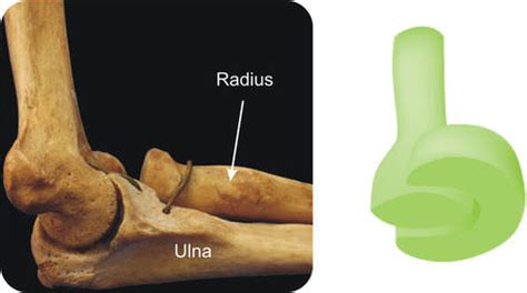 Skeletal System Joints Ck 12 Foundation