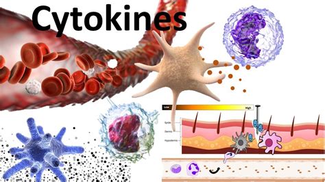 Cytokines Structure Sub Families Signaling Mechanism And Biomedical