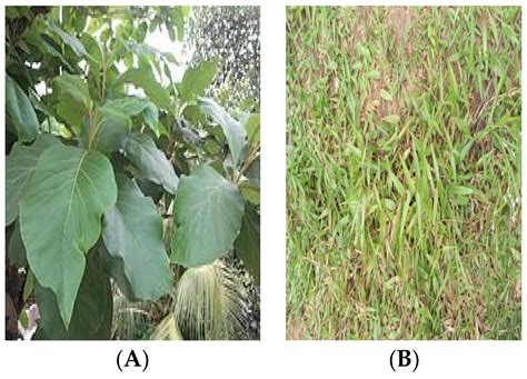 Engineering Proceedings Free Full Text The Macrophytic Vegetation Of River Ethiope At The