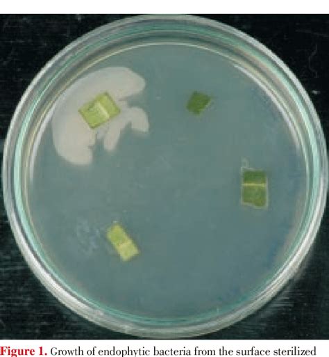 Figure 1 From Biogenesis Of Antibacterial Silver Nanoparticles Using