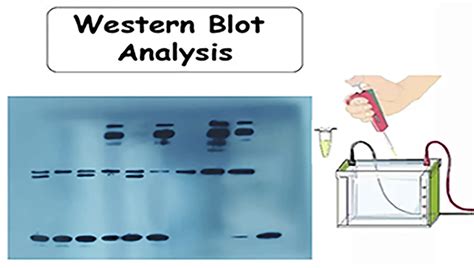 Western Blotting Diagram