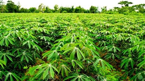 Project To Build Sustainable Cassava Seed System In Africa Gets New Phase