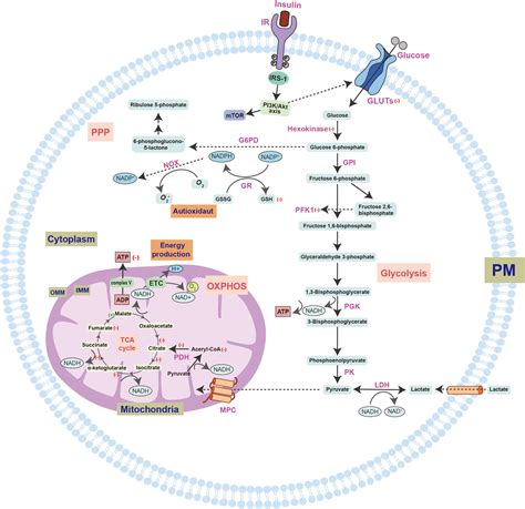 Frontiers Metabolic Dysregulation Contributes To The Progression Of