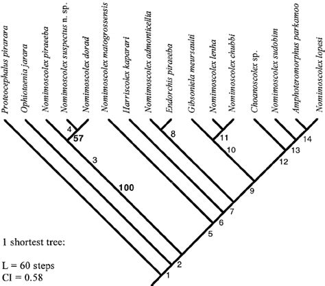 Phylogenetic Hypothesis Based On 24 Morphological Characters For The