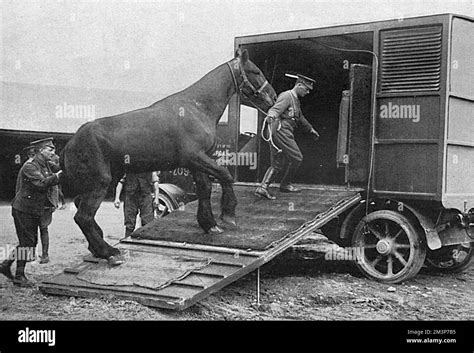 A Horse Being Led Into An Ambulance Presented By The Rspca At A British