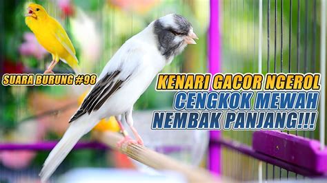 Suara Burung Kenari Gacor Panjang Ini Cocok Untuk Masteran Kenari