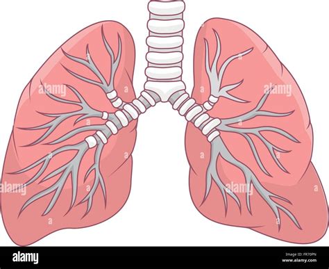 Human Lung Illustration Stock Vector Image Art Alamy