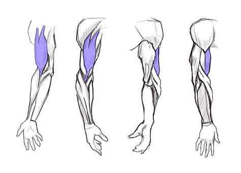 How To Draw A Bicep Morris Twounds