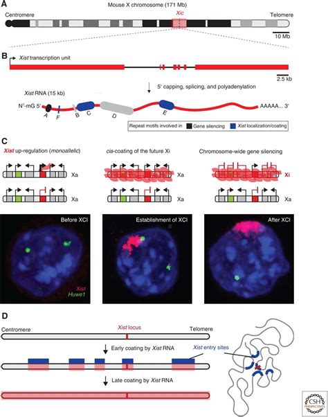 The Molecular And Nuclear Dynamics Of X Chromosome Inactivation