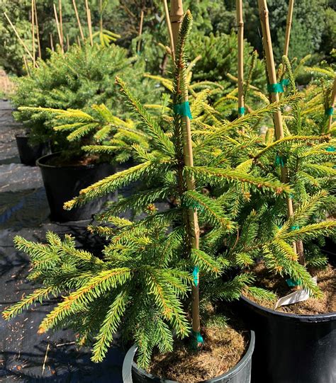 Picea Abies Blondie Dwarf Norway Spruce Kigi Nursery