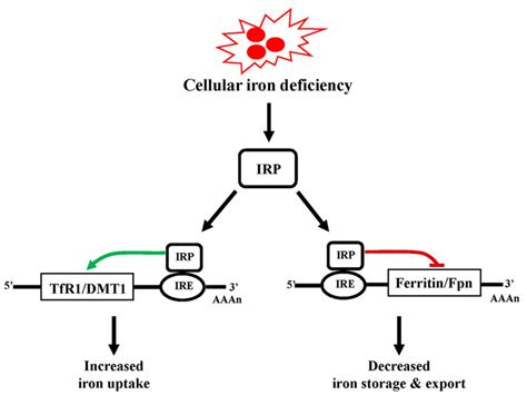 Cellular Iron Regulation Deficiency In Cellular Fe Is Sensed By