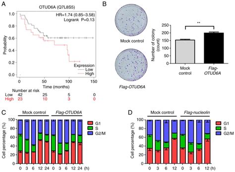 Ovarian Tumor Deubiquitinase A Regulates Cell Proliferation Via