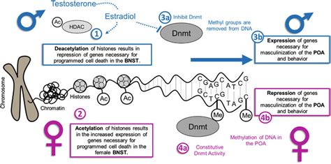 Epigenetic Mechanisms By Which Sex Differences In The Brain Are