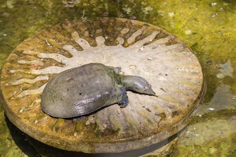 Sea Turtle Without A Shell Basks In The Sun Stock Photo Image Of