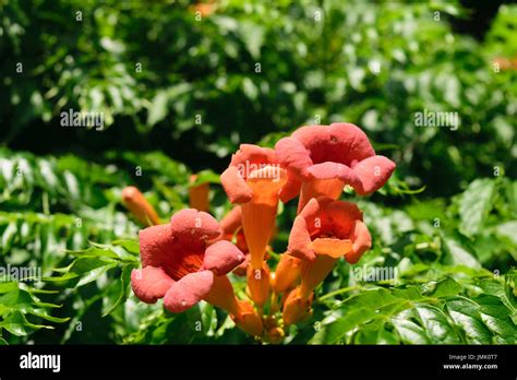 Closeup Of Campsis Tecoma Radicans Flower Also Known As Trumpet Vine