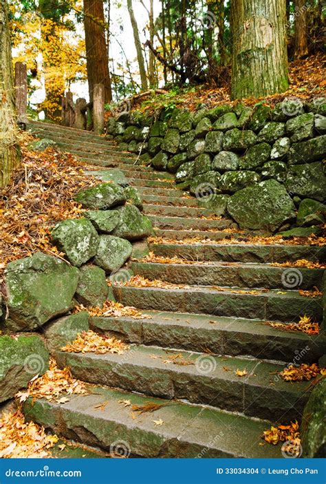 Caminho Na Floresta Do Outono Foto De Stock Imagem De Floresta Selva