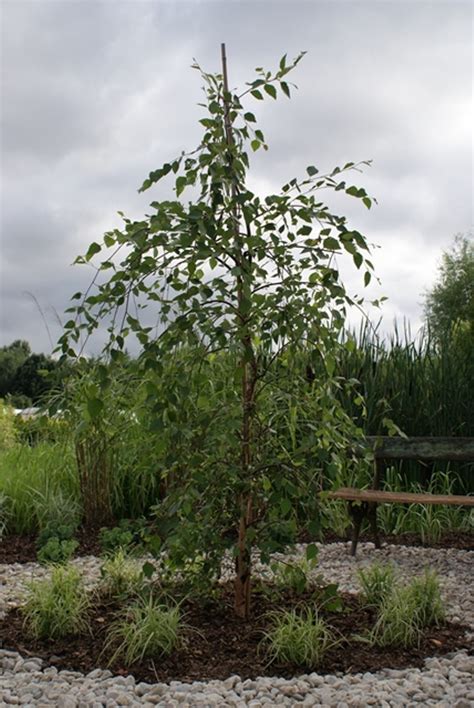 Betula Nigra Summer Cascade Pbr Breederplants