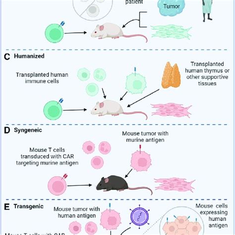 Murine Models For Car T Therapies Human Cells Are Depicted In Aqua And