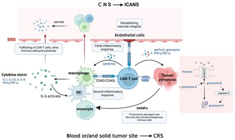 JCM Free Full Text Exploring CAR T Cell Therapy Side Effects