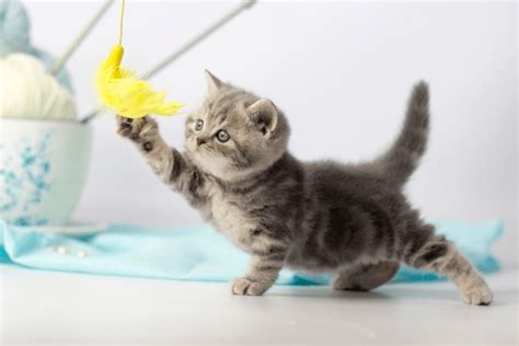 30,594 Cat Playing With Ball Royalty-Free Photos and Stock Images ...