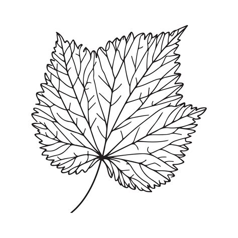 aesthetic decorative line art illustration of leaf, floral 35764733 ...