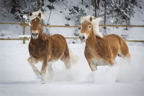 Haflinger Im Schnee Stock Photo Image Of Energy Horse 49948224