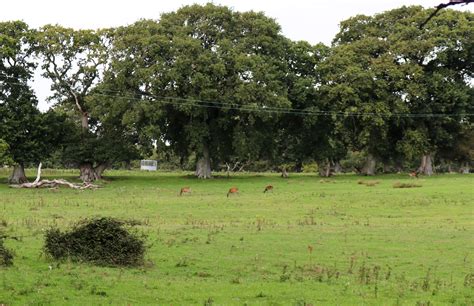 RSPB Arne Nature Reserve – Swanage.co.uk