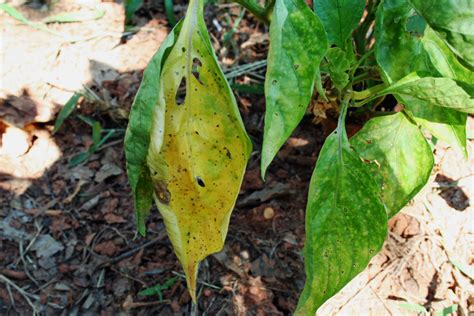 Many Home Gardeners Enjoy Growing Peppers But When Pepper Plant Leaves