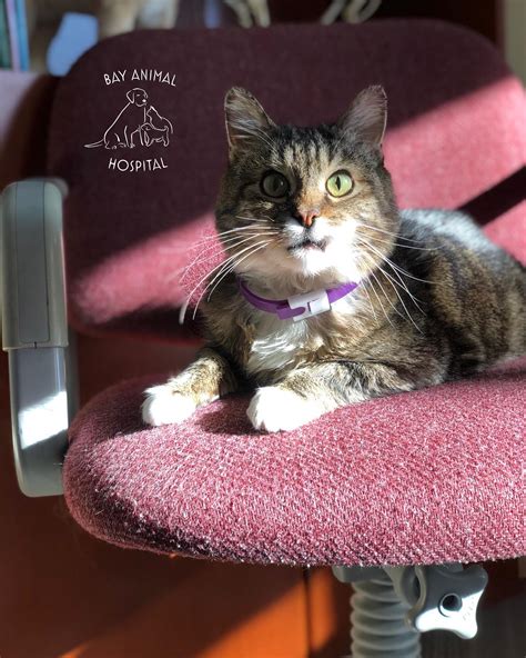 VCA Bay Hill Cat Hos: How feline care impacts local pets 40