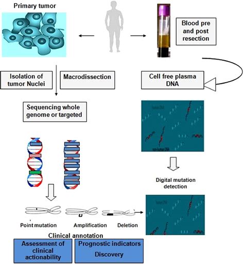 Circulating Tumor Dna In Blood Future Genomic Biomarkers For Cancer